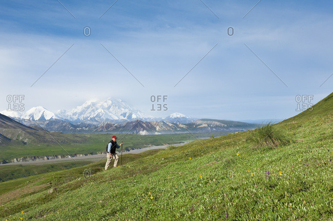 Senior Man Hiking On The Tundra In Thorofare Pass With Mt. McKinley In The Background