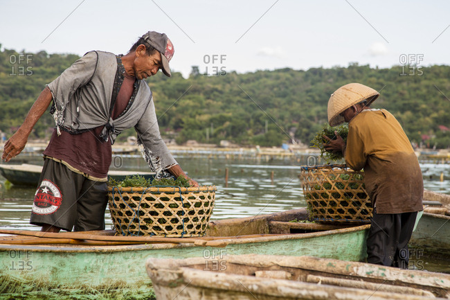 Indonesia, Bali, Nusapenida - April 27, 2014: Two farmers filling baskets with seaweed in Nusa Lembongan