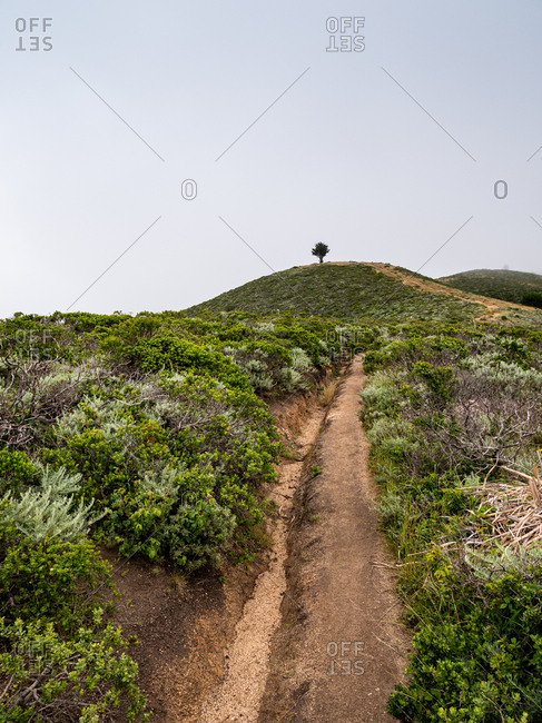 Trail leading to lone tree on top of hill