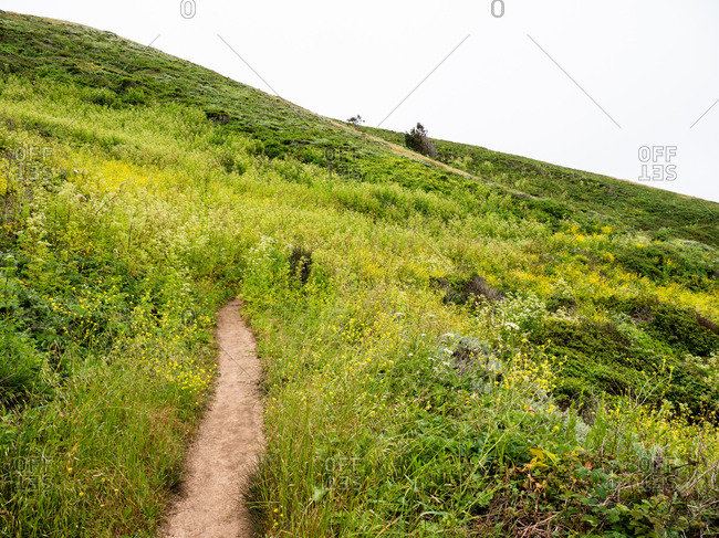 Small trail disappears into wildflower covered hillside