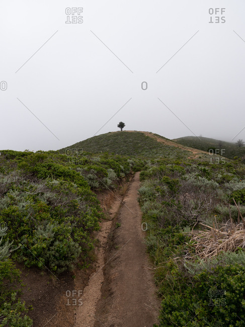 Hiking trail leading to lone tree on hill