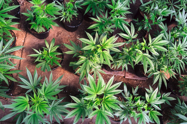 Little Plants Of Cannabis Inside The Pots.