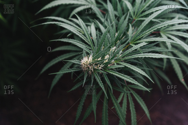 Detail Of Organic Medical Marijuana.