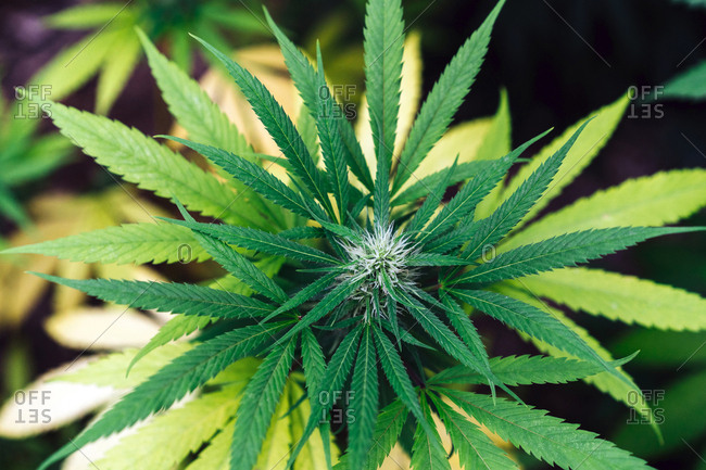 Plant Of Organic Medical Marijuana.