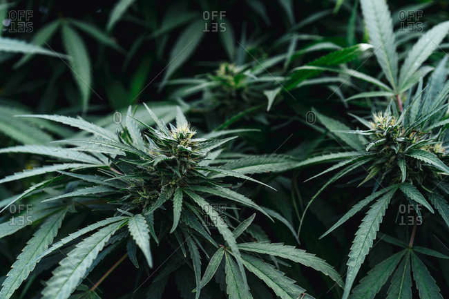 Organic Medical Cannabis.