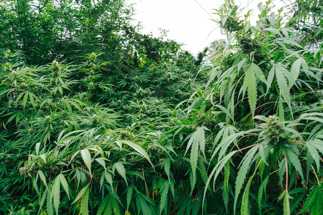Organic Medical Marijuana Plantation.