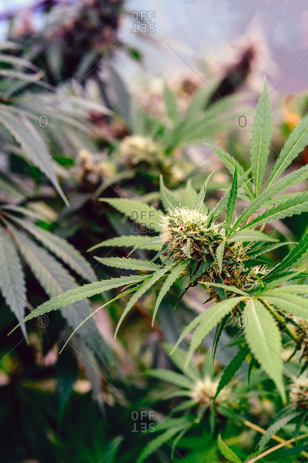 Organic Medical Marijuana Plants.