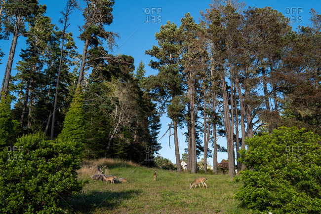 Three deer grazing in a forest