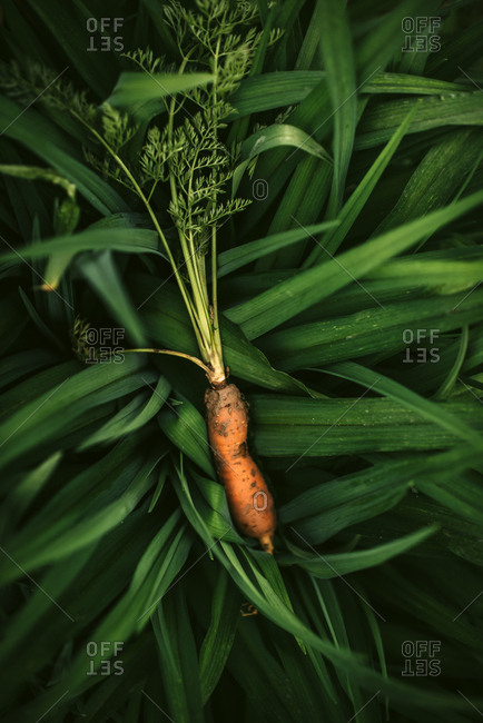 Fresh picked carrot resting on green leafy plant