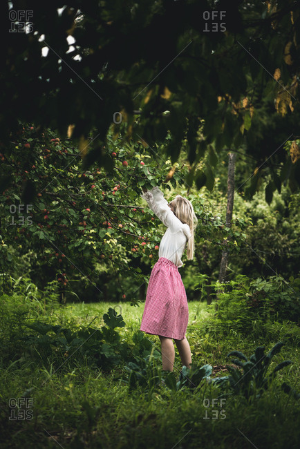 Woman picking ripe nectarines in a garden