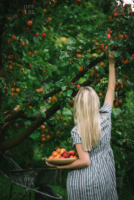 Rear view of woman picking ripe nectarines in a garden