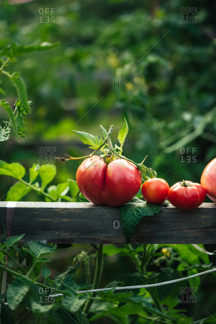 Red juicy tomato resting on wooden board