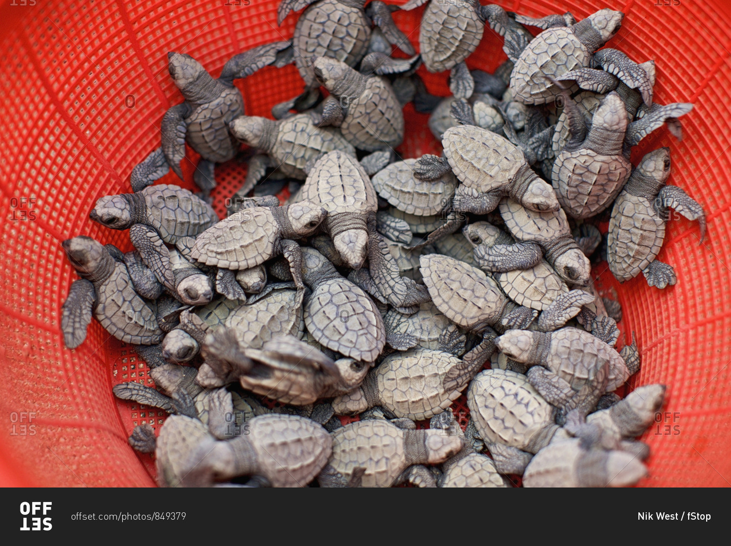 Baby turtles in red strainer