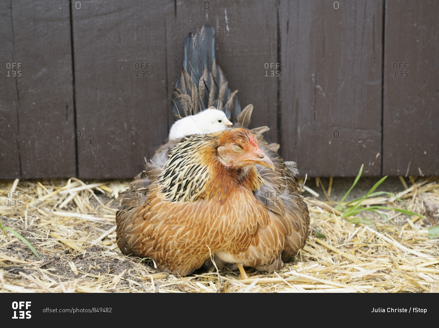 Baby chick laying on top of hen in straw