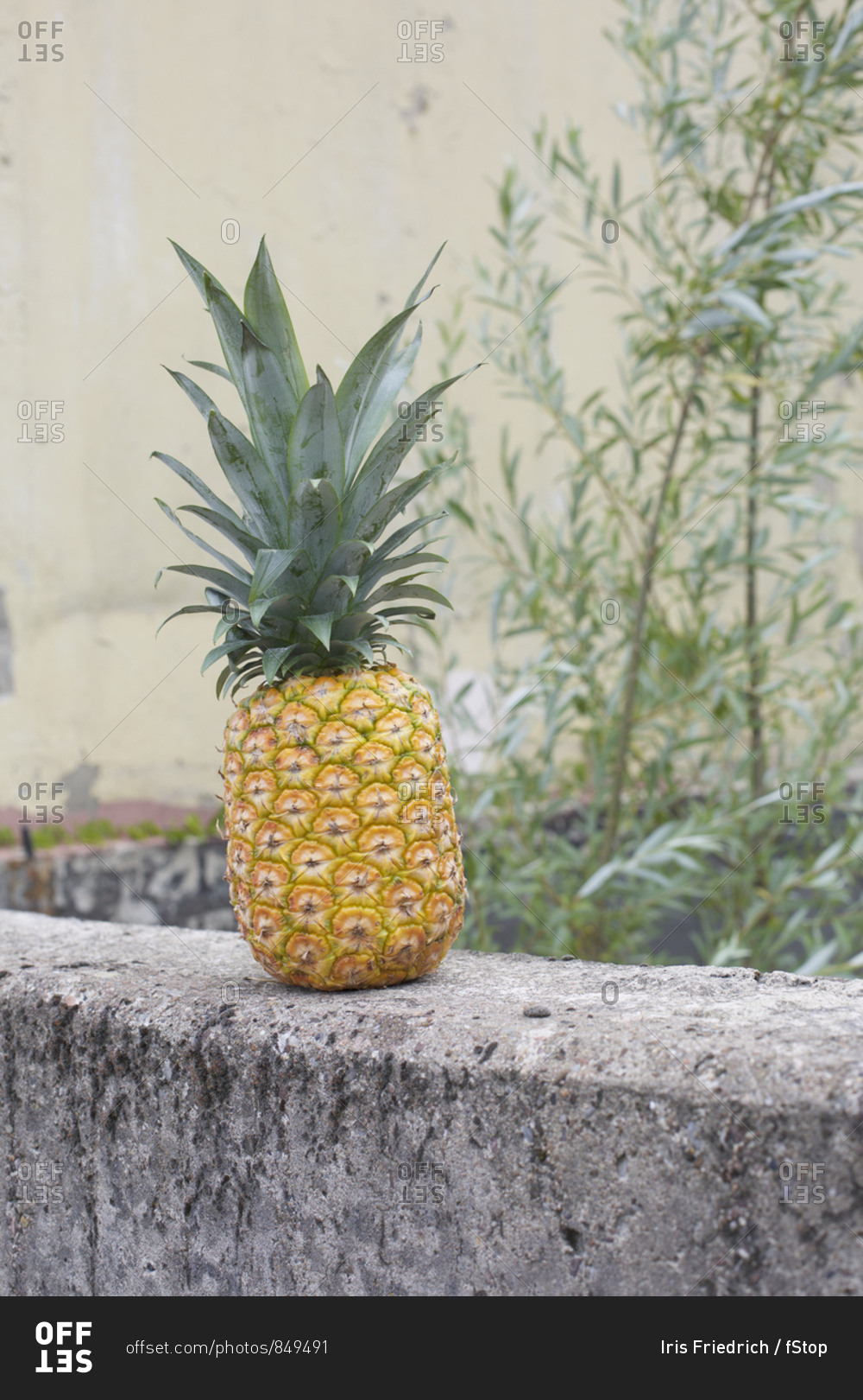 Pineapple on concrete ledge