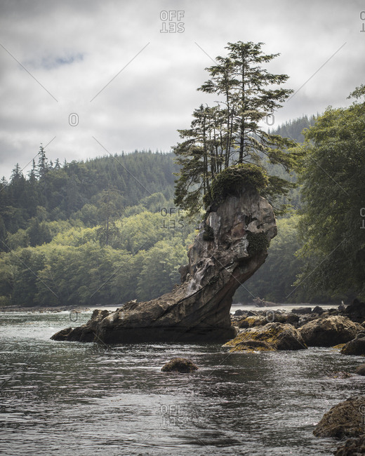 Trees on a rock in a river