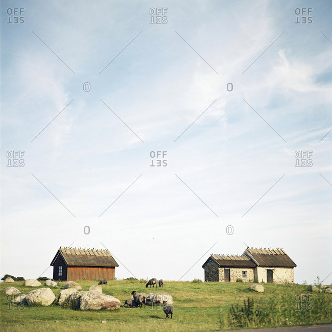 Sheep in pasture on Oland,  Sweden