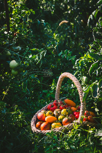 Basket of freshly picked tomatoes from the garden in the summer morning