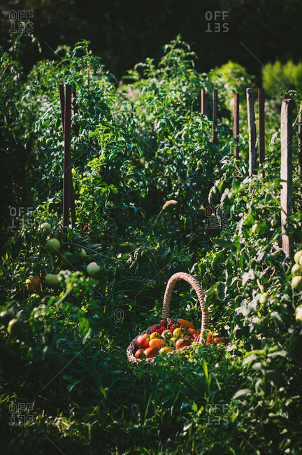 Basket of freshly picked tomatoes from the garden in the summer morning
