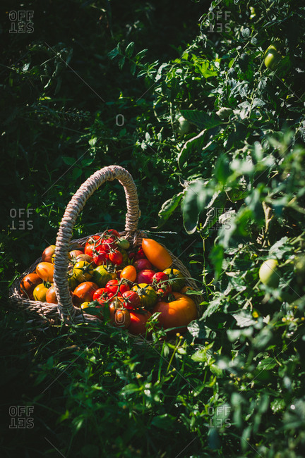 Basket of freshly picked tomatoes from the garden in the summer morning