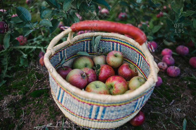 Close up of a woven basket filled with fresh picked apples in an orchard