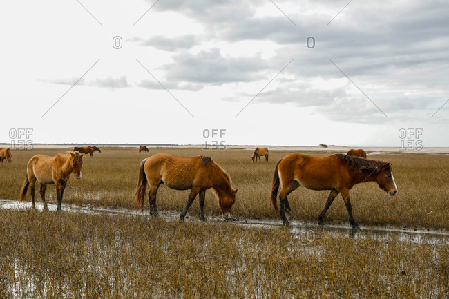 Wild Horses along the Outer Banks of North Carolina.