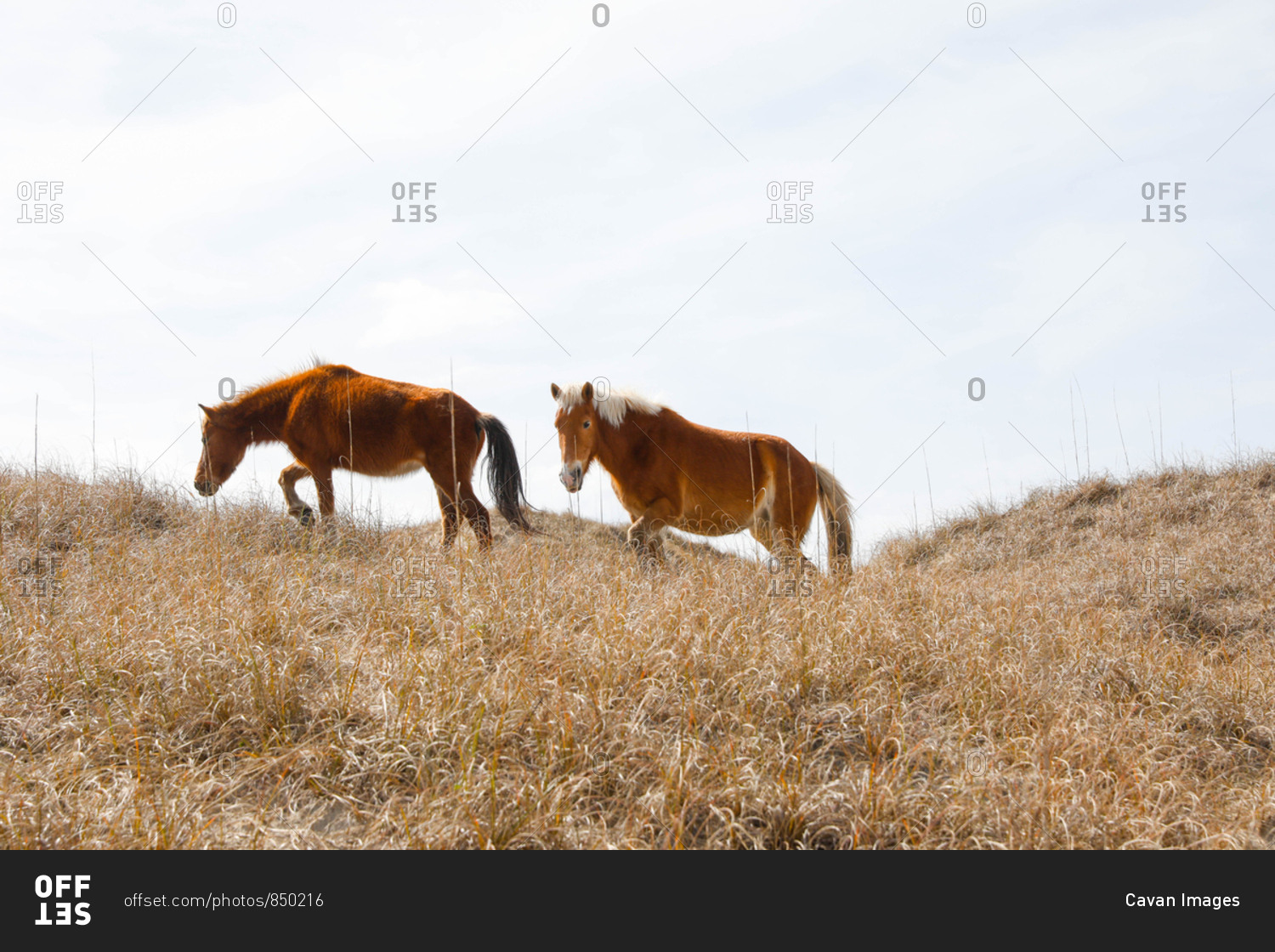 Wild Horses along the Outer Banks of North Carolina.
