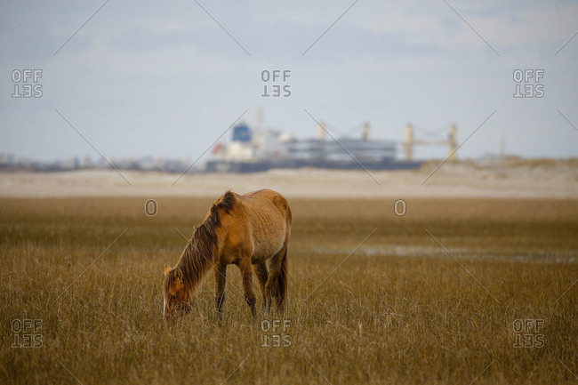 Wild Horses along the Outer Banks of North Carolina.