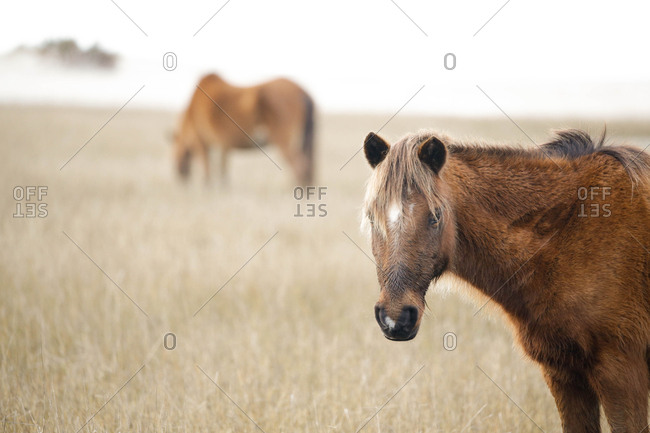 Wild Horses along the Outer Banks of North Carolina.