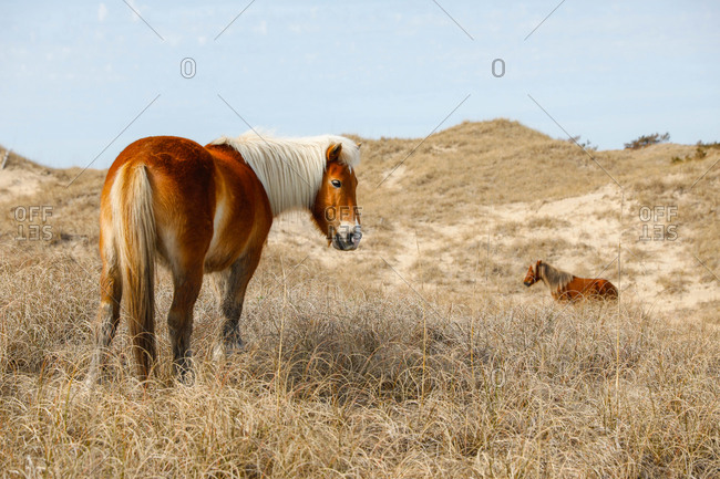 Wild Horses along the Outer Banks of North Carolina.