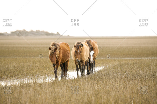 Wild Horses along the Outer Banks of North Carolina.