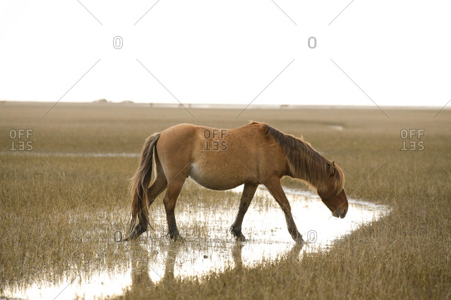 Wild Horses along the Outer Banks of North Carolina.