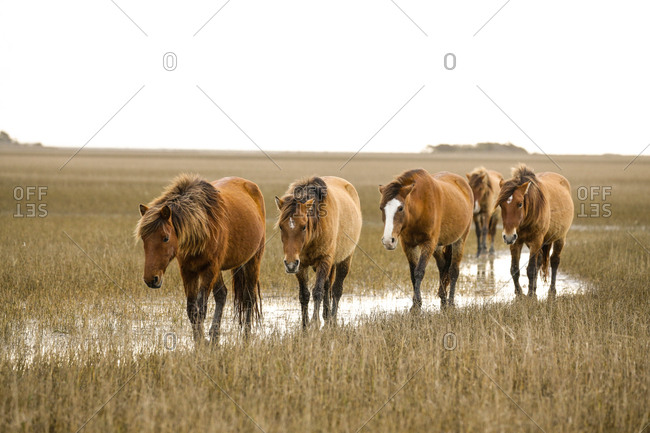 Wild Horses along the Outer Banks of North Carolina.
