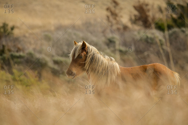 Wild Horses along the Outer Banks of North Carolina.