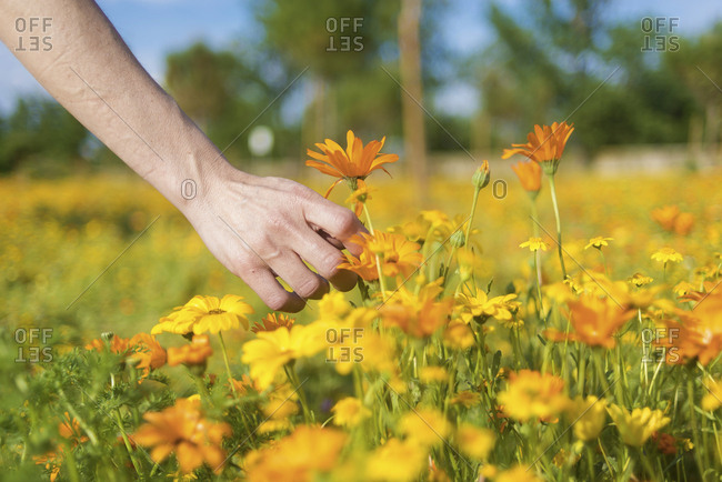 Woman holding wild blossom flowers