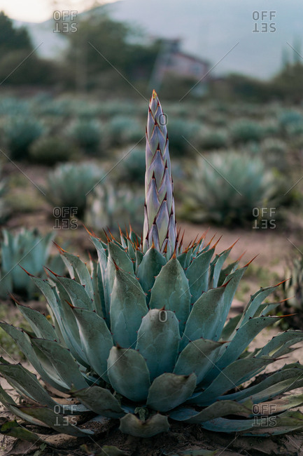 Bunch of growing green agave with tall flowers in daylight