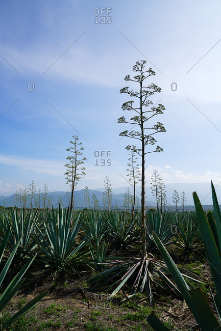 Bunch of growing green agave with tall flowers in daylight