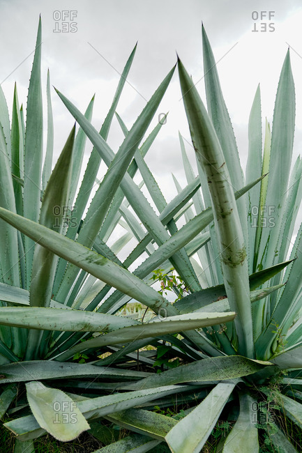 Growing tall spiky green agave leaves in daylight
