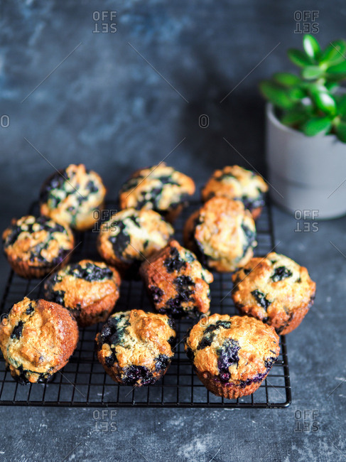 Homemade vegan blueberry muffins on cooling rack over dark background. Vertical. Copy space for text or design.