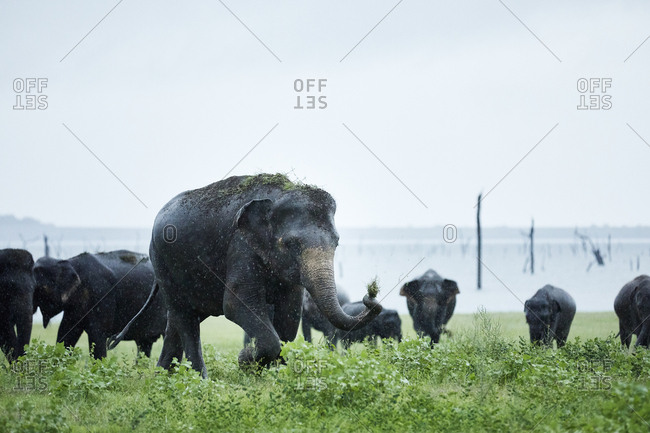 Herd Asian elephant grazing at Kaudulla National Park against clear sky