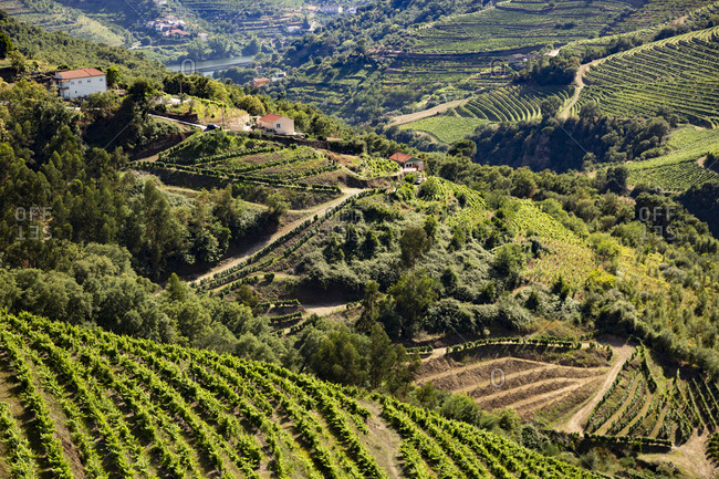 High angle view of vineyards on hills in valley