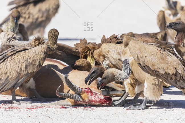 Namibia- Etosha National Park- Cape griffons- gyps coprotheres- eating springbok