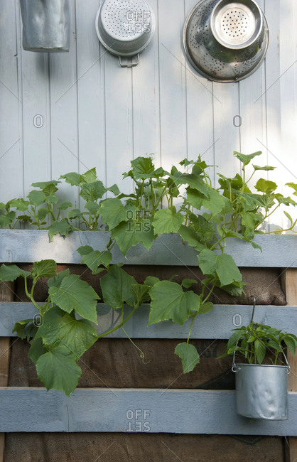 Fresh plants growing against white wall in back yard