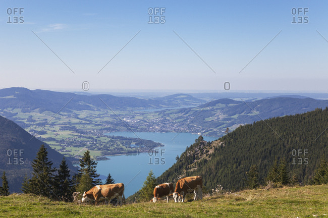 Cows grazing on Schafberg against blue sky