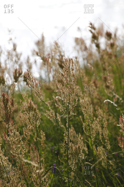 Close-up of grass on land