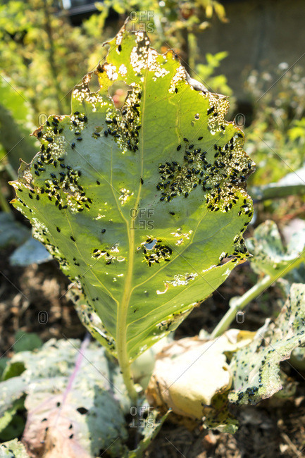 Plague of insects- flea beetles leave