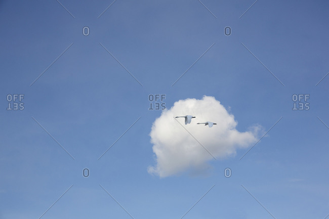 Tundra swans migrating over the MacKenzie Driver Delta in the Northwest Territory of Canada