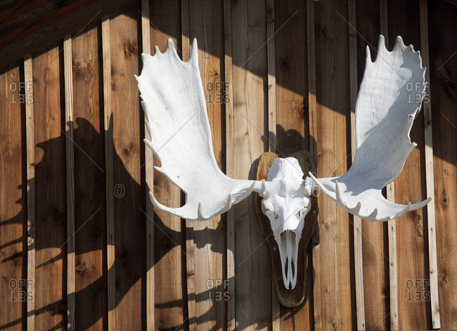 Moose horns on cabin at Tombstone Territorial Park in Yukon, Canada