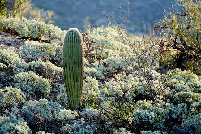 Cactus and other desert plants in Saguaro National Park, Arizona