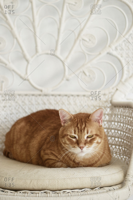 Grumpy orange cat on a chair, Lisbon, Portugal